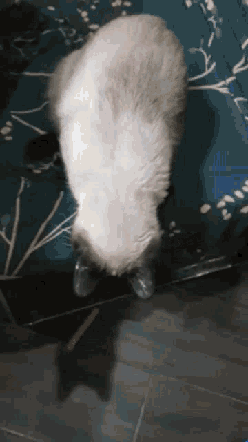 Reverse Siamese Cat GIF - Reverse Siamese Cat Basti GIFs