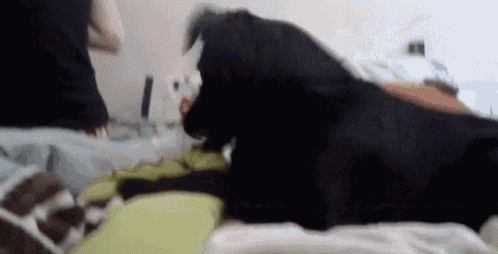 a black dog is laying on a bed with a person standing behind it