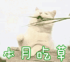 a drawing of a cat with chinese writing on the bottom