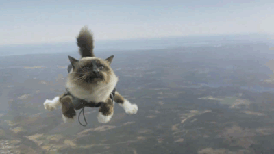 Flying Cat GIF