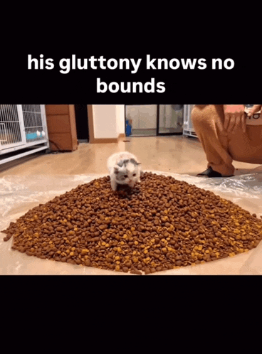 a cat walking on top of a pile of cat food with the caption his gluttony knows no bounds