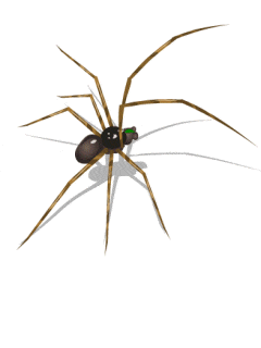a spider with a fly on it 's back