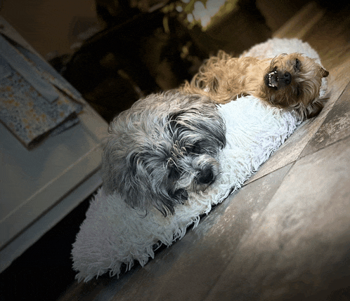 two small dogs laying on top of each other on a pillow