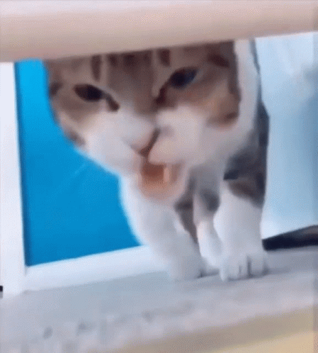 Knjgender Cat GIF - Knjgender Cat Surprised GIFs
