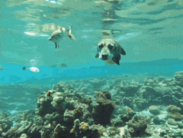 a dog is swimming in the ocean with fish