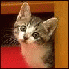 Cats Fluffy GIF - Cats Fluffy Pet GIFs