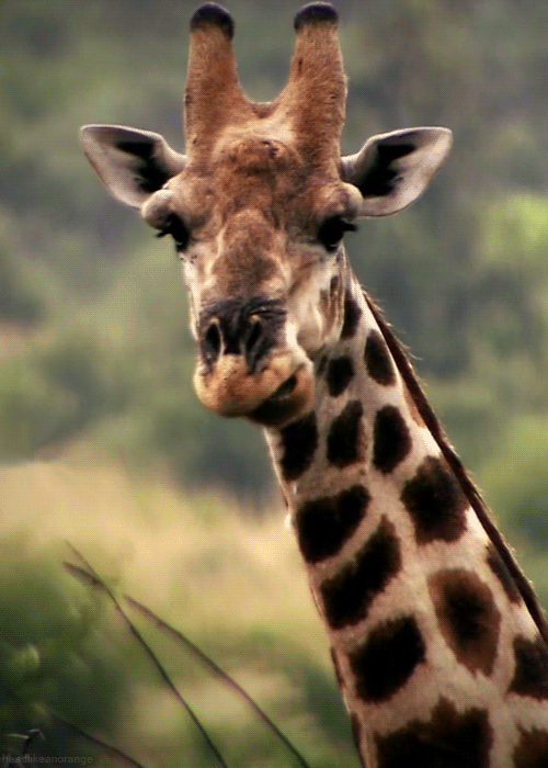 Chewing Along GIF - Bored Giraffe Eating GIFs