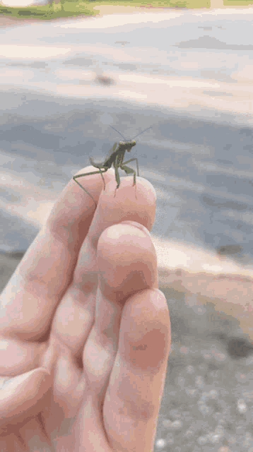 Jump Praying Mantis GIF - Jump Praying Mantis Insect GIFs