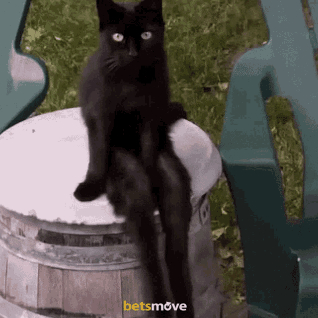 Sitting Angry Cat GIF - Sitting Angry Cat Cat GIFs