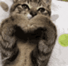 a close up of a cat covering its mouth with its paws .