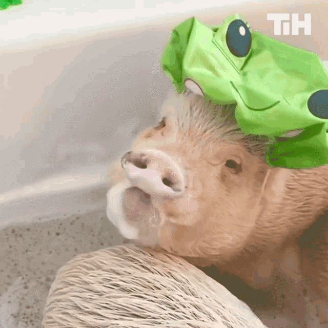 Piglet Pig With A Shower Cap GIF