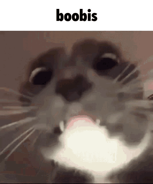 Boobis Cat GIF - Boobis Cat Rockitar GIFs
