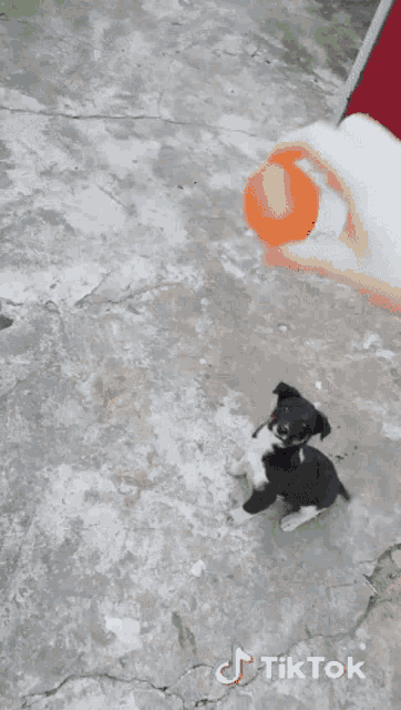a black and white dog is running on a concrete surface with tiktok written on the bottom