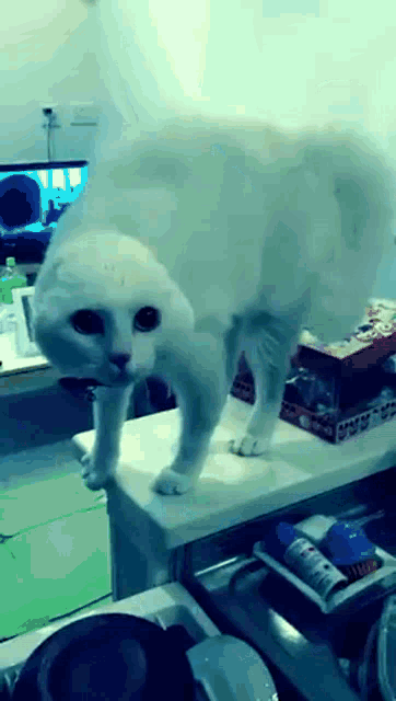 a white cat standing on a counter with a box of cereal on it