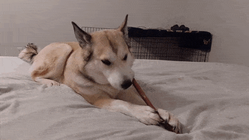 a dog laying on a bed with a stick in its mouth