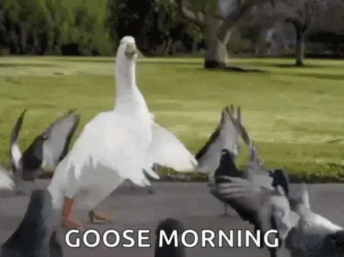 Goose Dancing GIF - Goose Dancing Pigeons GIFs