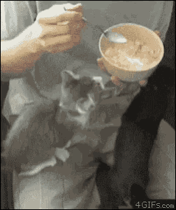 a person is feeding a cat from a bowl of cereal
