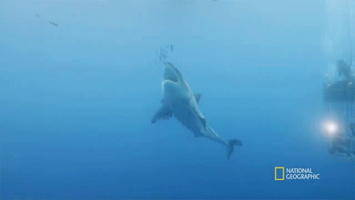 Swim Together Most Wanted Sharks GIF - Swim Together Most Wanted Sharks Hunting GIFs