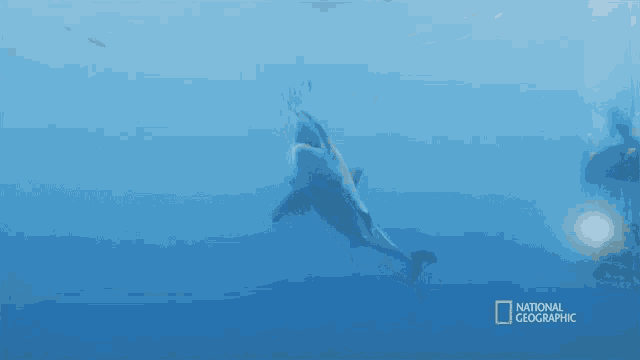 a shark is swimming in the ocean in a national geographic ad