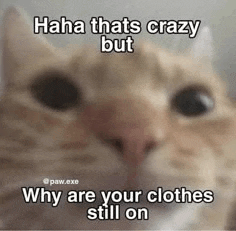a close up of a cat with the words `` haha thats crazy but why are your clothes still on '' .