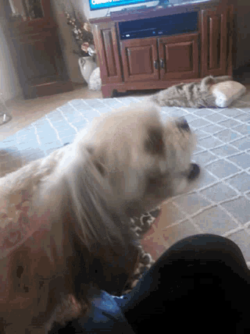 a cat is laying on a couch in front of a tv