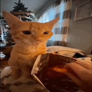a cat is looking at a person holding a bag of chips .