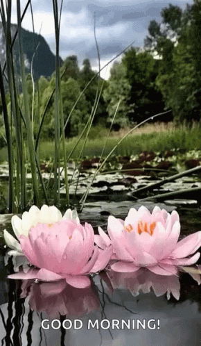 Lotus Pond GIF - Lotus Pond Good Morning GIFs