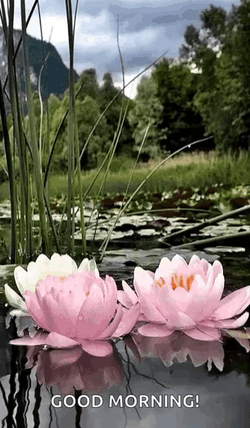 two pink and white water lilies are floating in a pond with the words `` good morning '' written on the bottom .