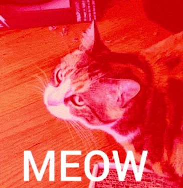 a cat with a red background and the word meow above it
