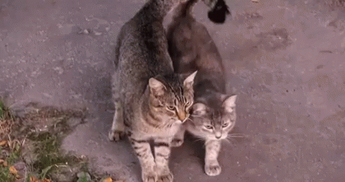 Cats Love GIF - Cats Love Clingy GIFs