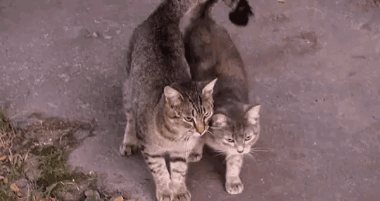 a couple of cats standing next to each other on a sidewalk .