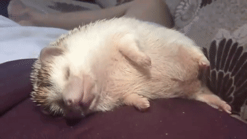 Hedgehog Sleep GIF - Hedgehog Sleep Buttney GIFs