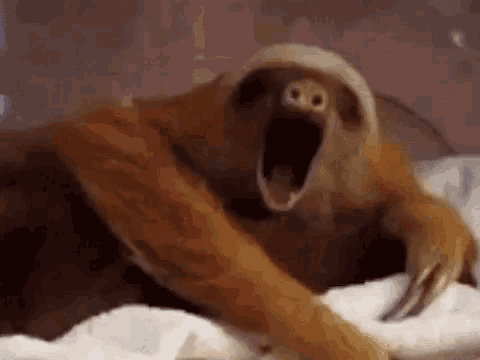 a sloth is yawning while sitting on a bed .