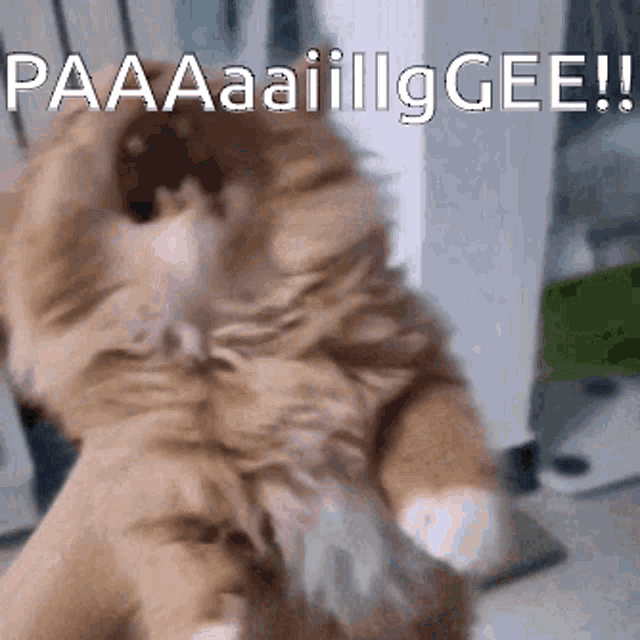 a cat with its mouth open is being held in someone 's hand with the words paaaaiiiilg gee written above it