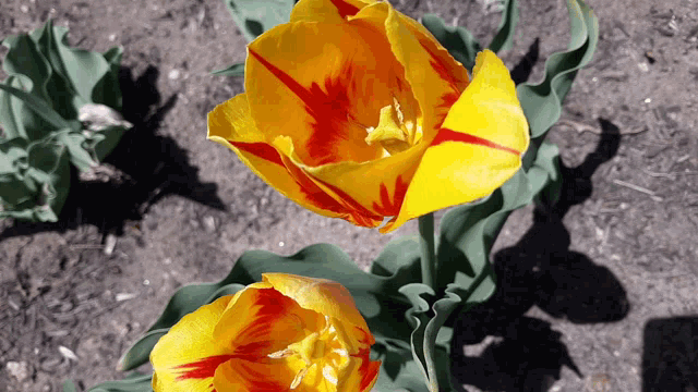 a yellow and red flower with a green leaf in the background