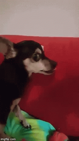 Chihuahua Dog GIF - Chihuahua Dog Mean GIFs