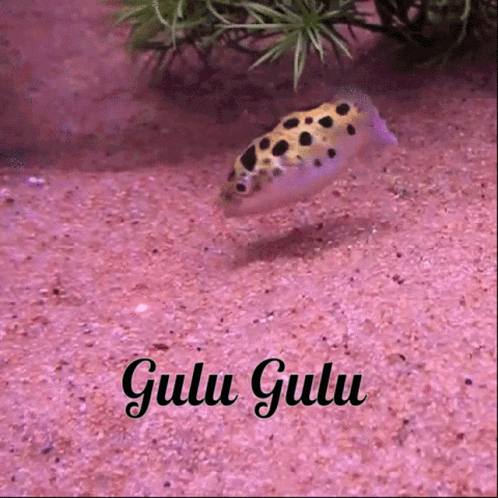 Gulu Gulu Gulu GIF - Gulu Gulu Gulu Fish GIFs