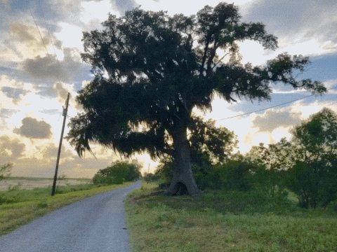 a tree with spanish moss hanging from it is on the side of a dirt road