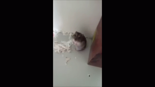 Sudden Death GIF - Animal Playingdead Hamster GIFs
