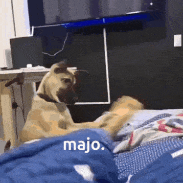 a dog laying on a bed next to a person with the word majo on the bottom