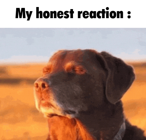 a brown dog is standing in a field with its eyes closed and the words `` my honest reaction '' above it .