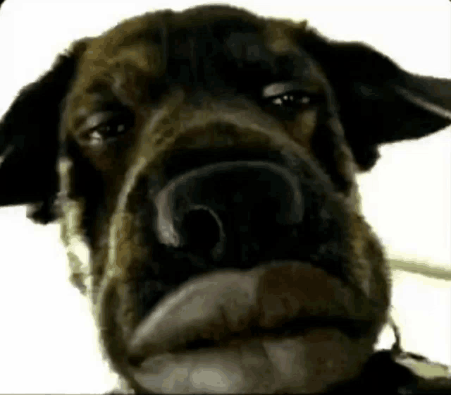 a close up of a dog 's face with a serious look on its face