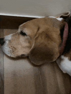 a brown and white dog with a red collar is laying down on the floor