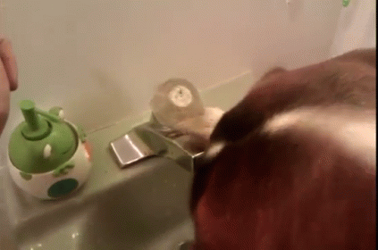 Did I Say I Was Done? GIF - Dog Water Drink GIFs