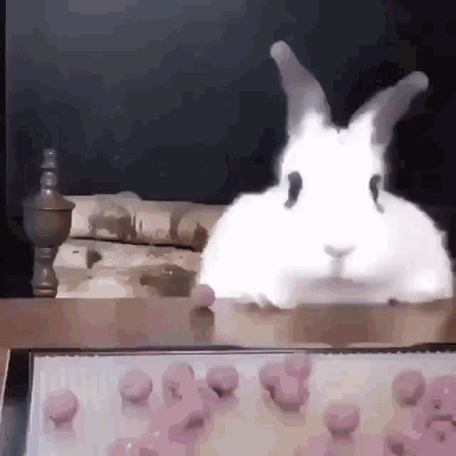 Rabbit Falling GIF - Rabbit Falling Chonker GIFs