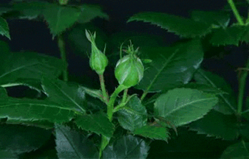 a red rose bud is growing on a plant with green leaves .