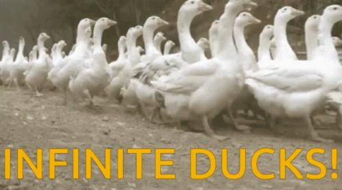 Ducks GIF - Ducks GIFs