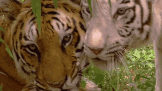 Tigers Rubbing Heads Global Tiger Day See Why These Cats Earned Their Stripes GIF