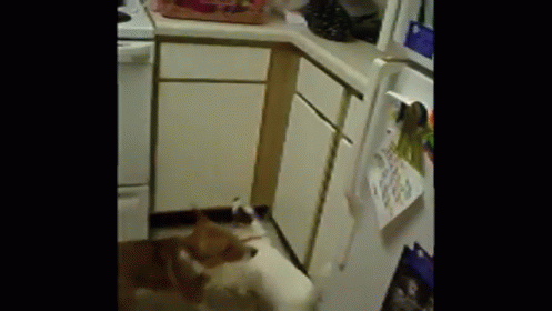 Dog Vs. Hamster: Who Will Win? GIF - Dog Hamster Pets GIFs