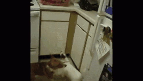 a dog standing in a kitchen near a refrigerator